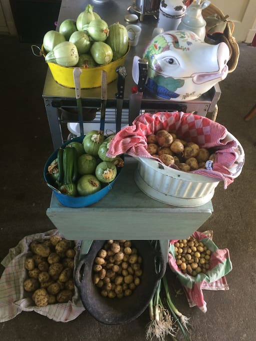 Harvest from kitchen garden