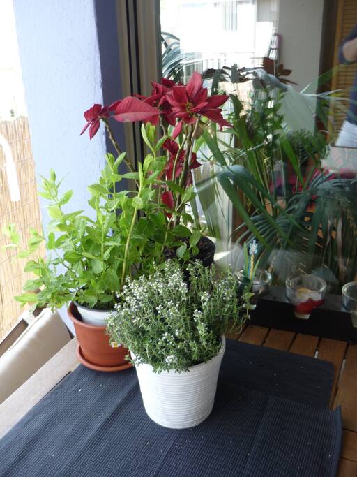 Pequeña terraza con plantas.