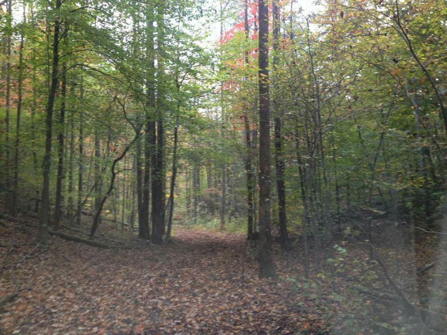 Road in Campground