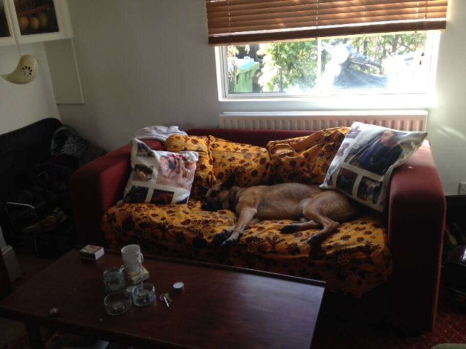 Ramboje, relaxing on the lounge sofa (he's not supposed to!)