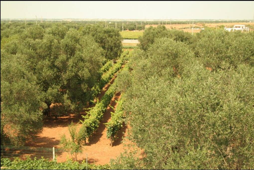 il nostro giardino degli ulivi