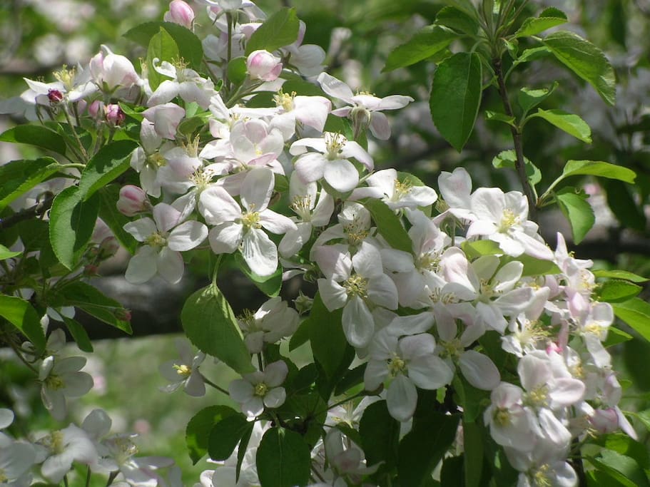 Blossom time!