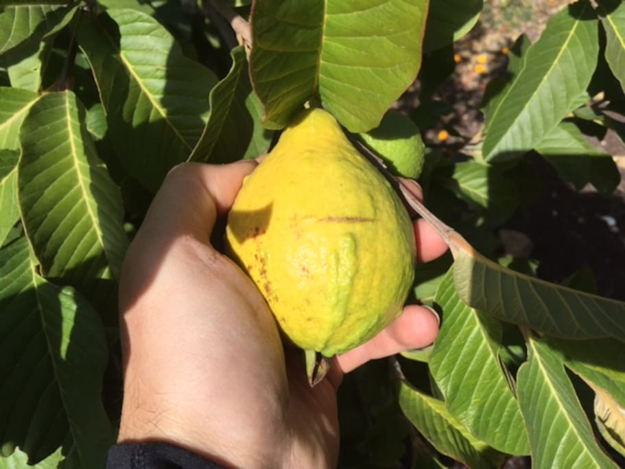 La finca tiene árboles frutales sembrados, y en este caso se muestra un guayabo. Está riquísimo!!
