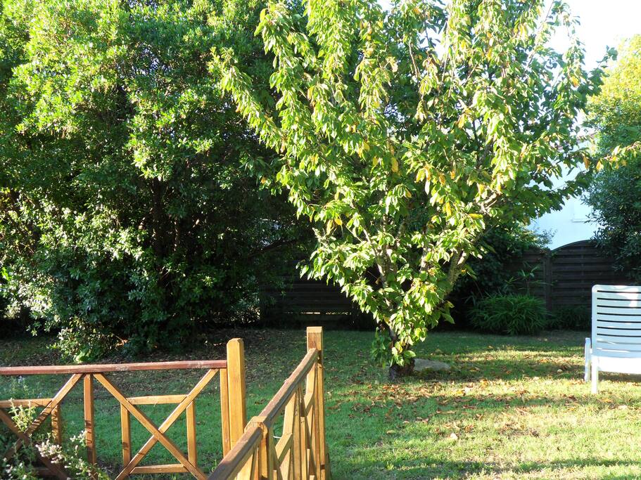 Le jardin arboré