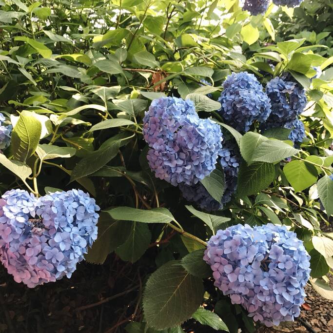 六月最京都 是藤森神社的紫阳花 日本旅游攻略 尽在airbnb爱彼迎