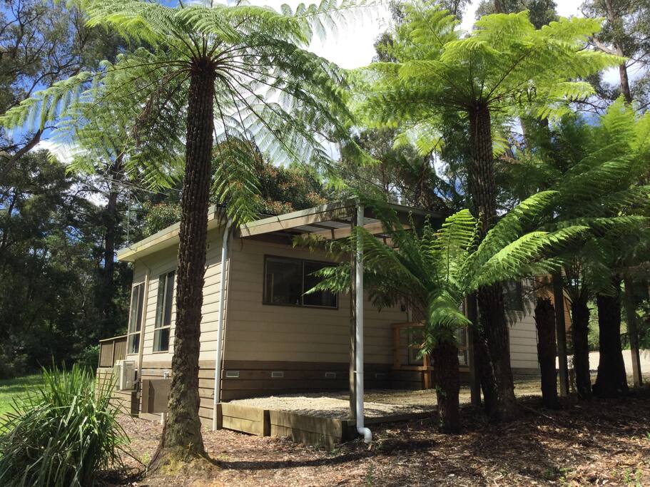 Surrounded by fern trees