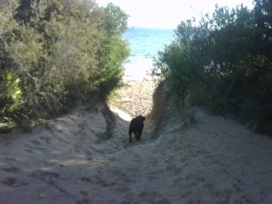 The track to the dog friendly beach is opposite our house