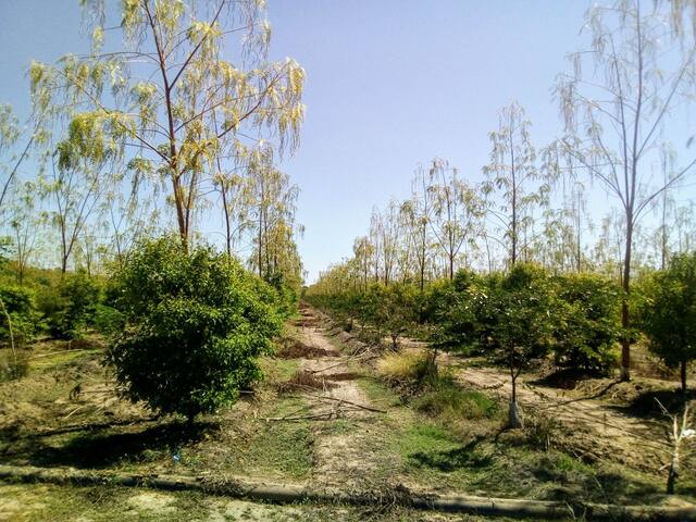 Burdekin Sandalwood Donga