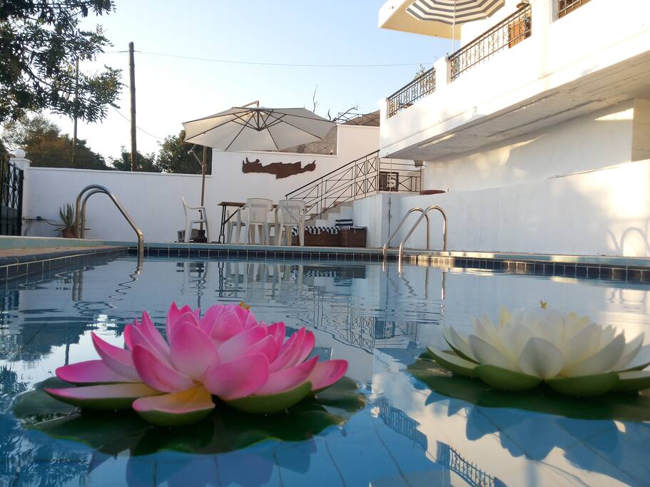 PRIVET POOL