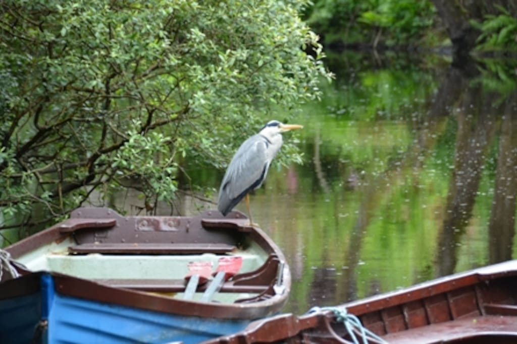 Heron on one of our Boats