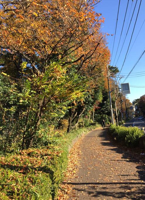 Way along the Inokashira park.