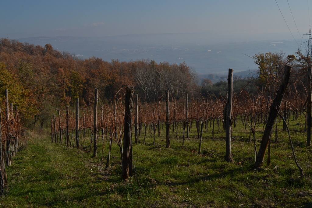 Property vineyard