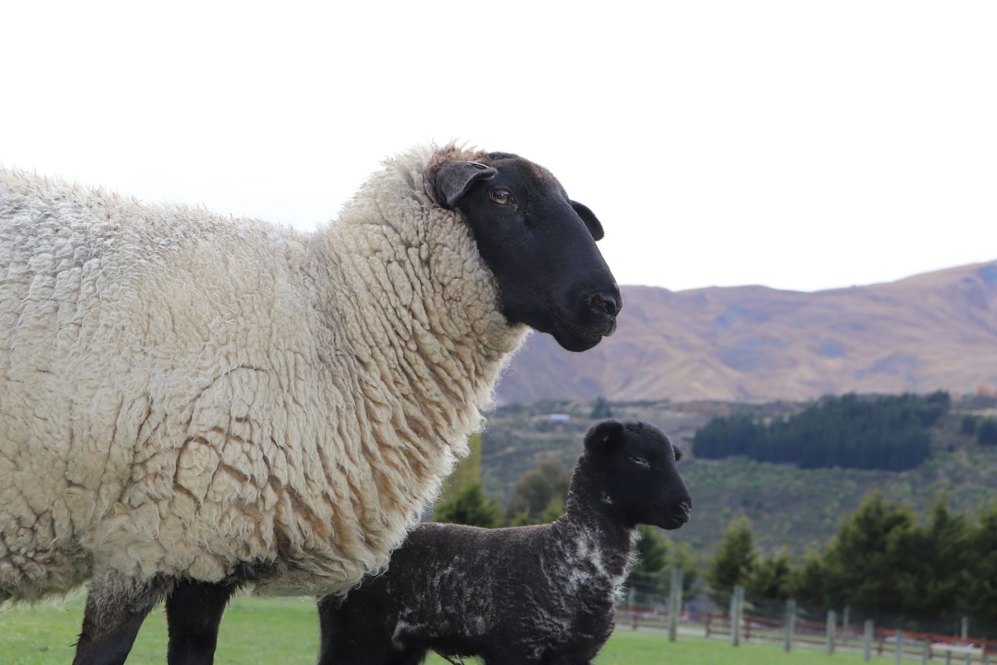 Semi- Rural Location, Animals & Mountain Views! 2