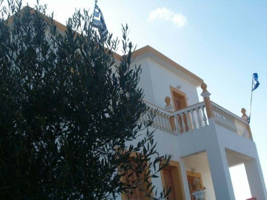 Olive trees