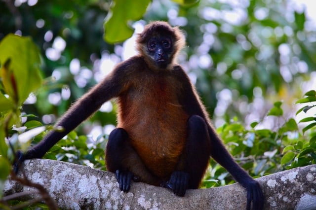 A monkey is perched on a tree branch, surrounded by lush green foliage. Its fur displays a mix of brown and black hues. The perspective highlights the animal’s relaxed posture, with limbs extended and feet gripping the branch.