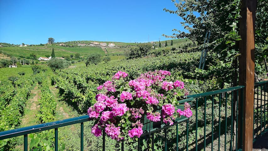 Vista da Quinta desde a Casa Vale do Douro