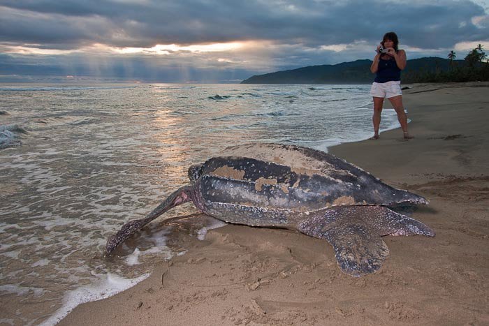A leatherback sea turtle is observed on a sandy beach, its textured shell reflecting soft colors from the early evening sky. In the background, a person stands at a distance, capturing the moment against the backdrop of gentle waves and distant hills.