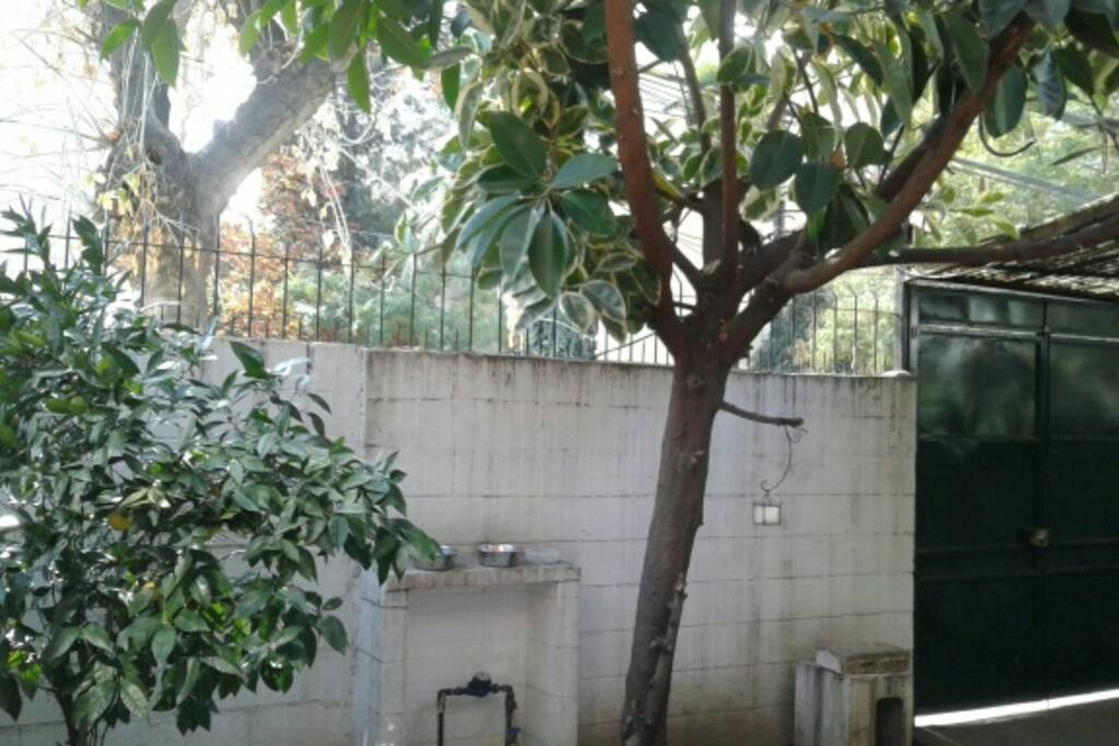 Acceso a casa amplio con arboles frondosos.