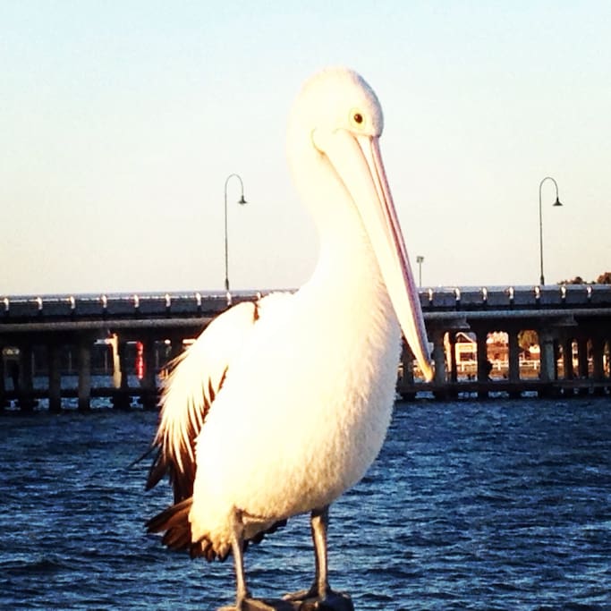 Just around the corner pelicans rest for the night.
In the background is the bridge to Mandurah CBD
Only 5 minutes walk ,just a short walk to banks shops
Hotels and restaurants
