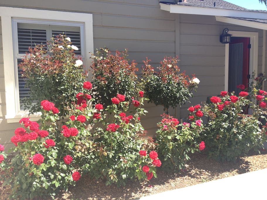 Beautiful rose garden.