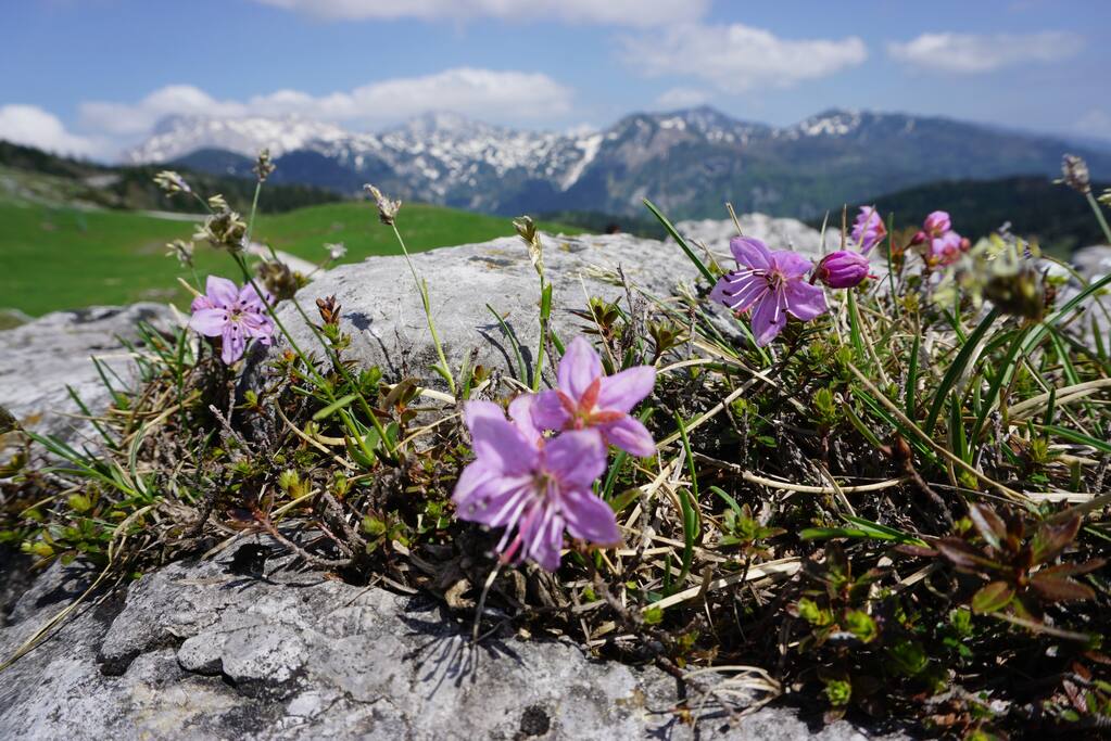Explore the endless fields of mountain flowers from May until September.
