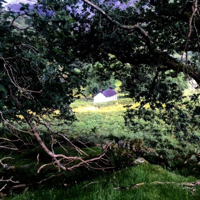 From the woods above, August 2016