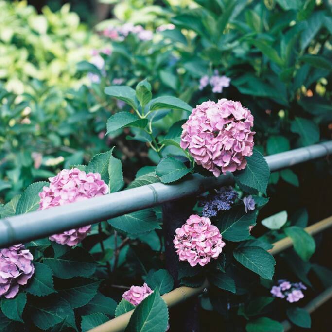 六月最京都 是藤森神社的紫阳花 日本旅游攻略 尽在airbnb爱彼迎 六月最京都 是藤森神社的紫阳花 日本旅游攻略 尽在airbnb爱彼迎