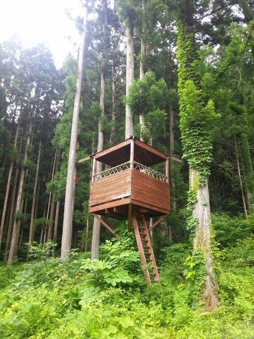 Tree house