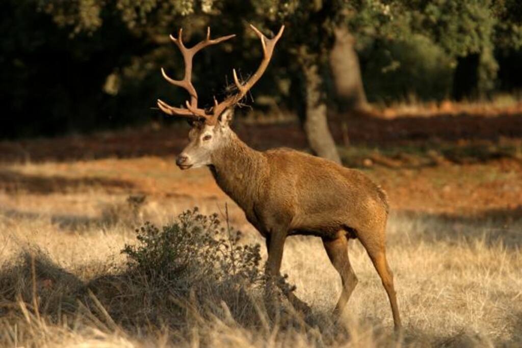 Fauna: venado