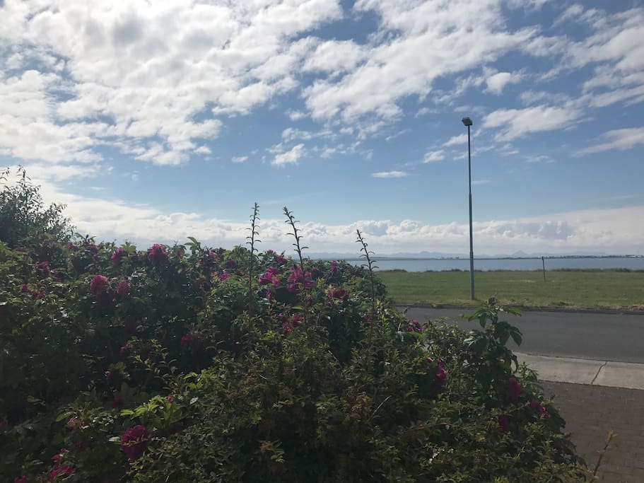 The view from the house- the ocean is just across the street