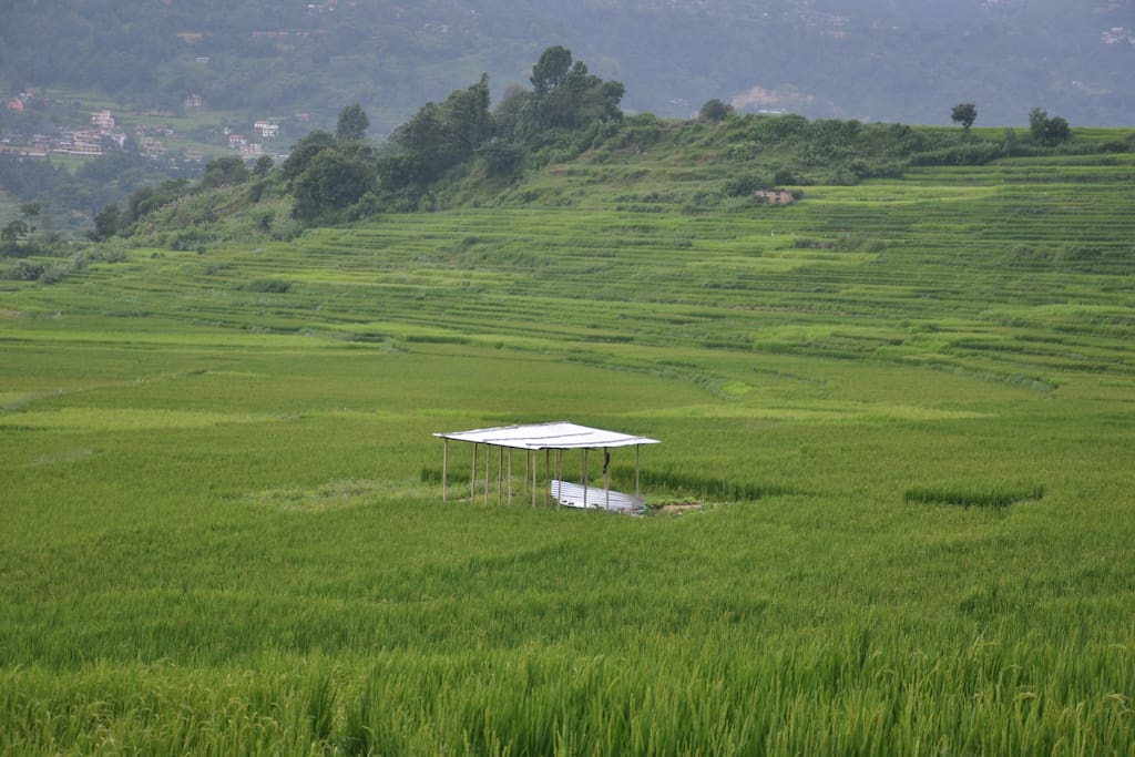 Rice season in September