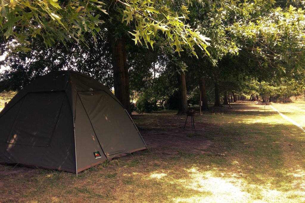 Under the Acorn trees