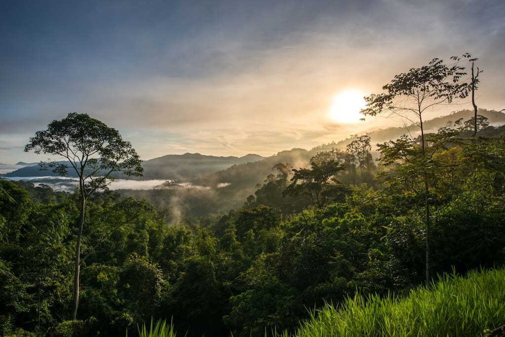 Sunrise at Rest.Pause. Rainforest Retreat