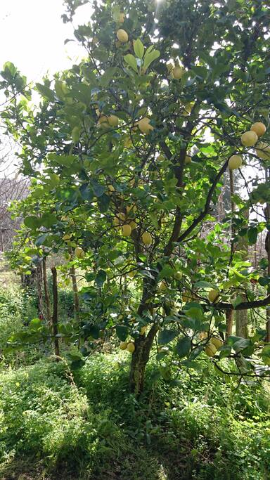 Limoneto