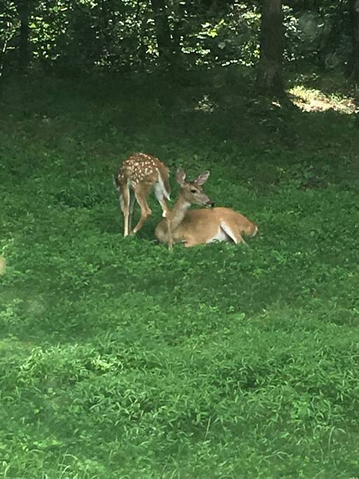 BackYard View & Visitors