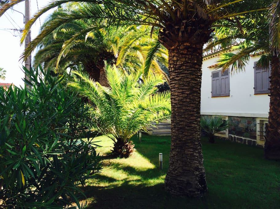 Jardin côté palmiers