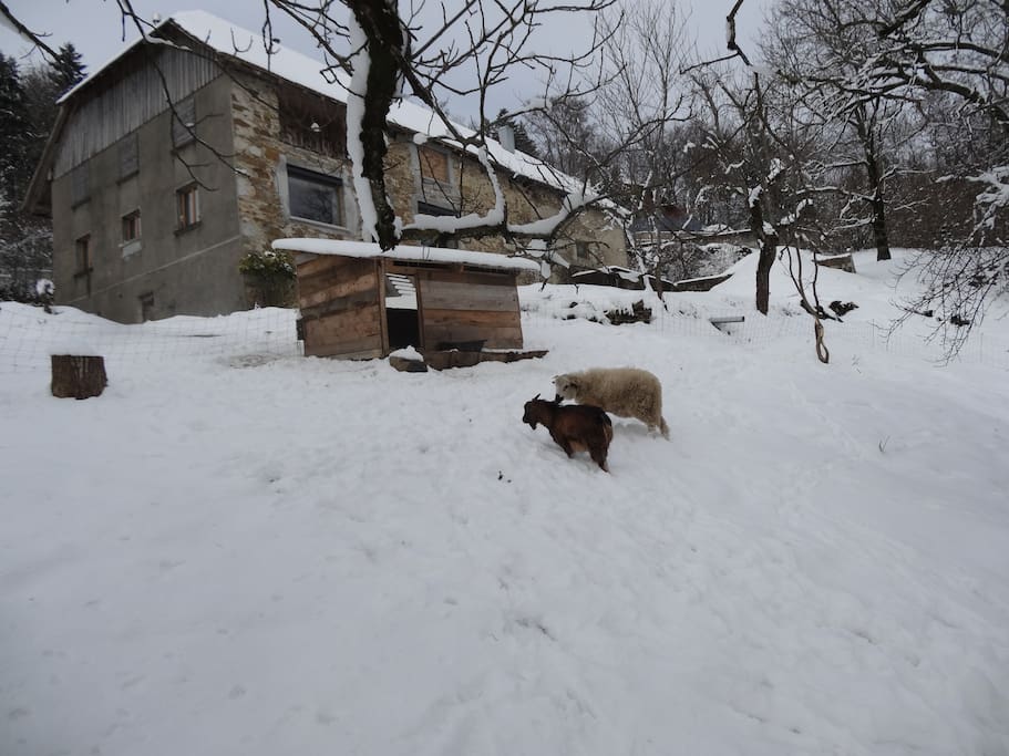 Vos compagnons de séjours