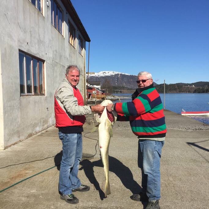 We caught this cod on April 3rd 2016. 15kg - it was heavy.