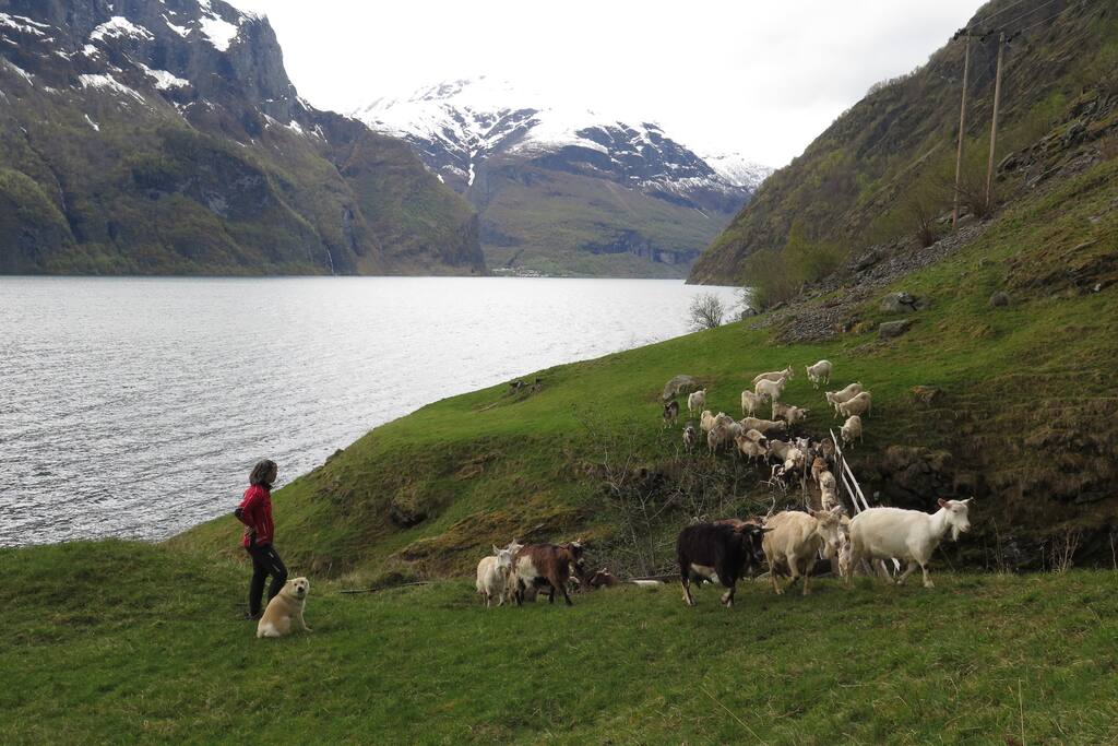Our goats are grazing along the fjord in May
