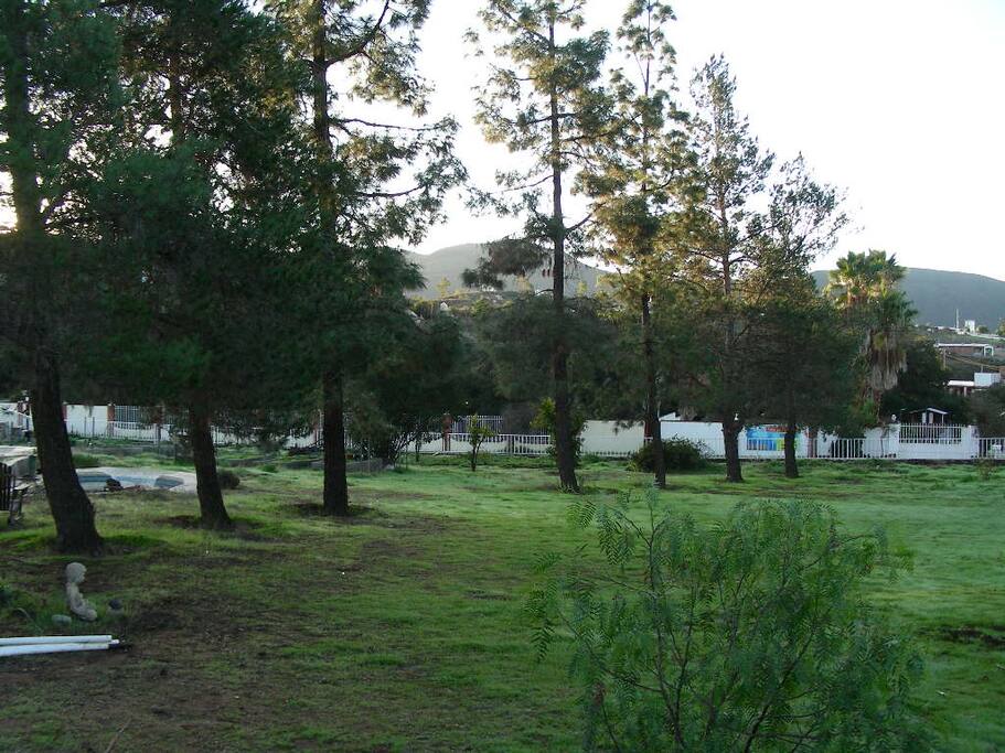 Nine pine during winter