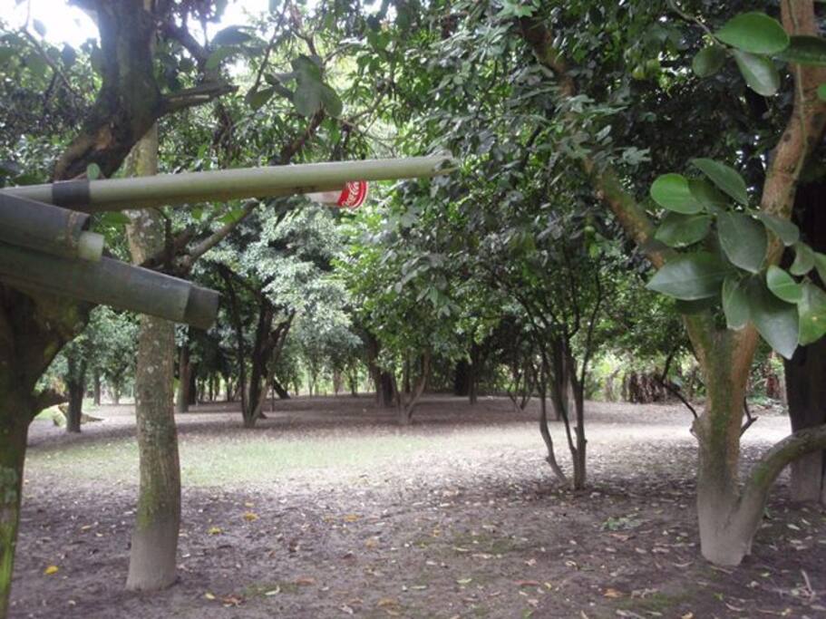 CON AREA DE ÁRBOLES FRUTALES