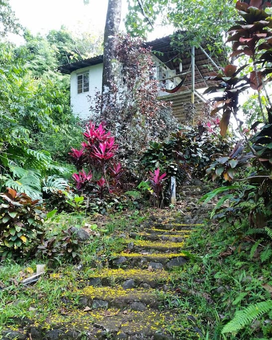 Lushness of property during Costa Rican winter