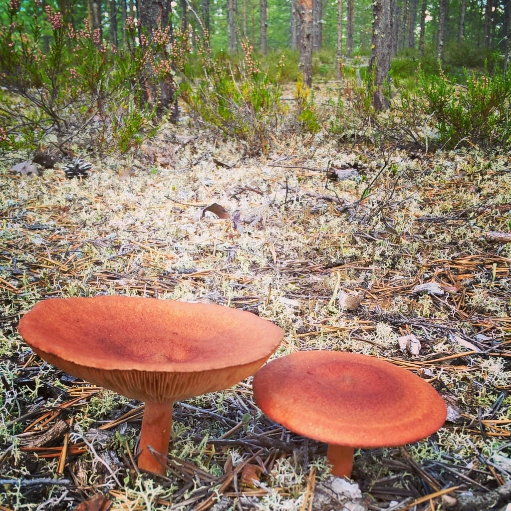 Two mushrooms are positioned on the forest floor, surrounded by moss and small shrubs. The larger mushroom displays a reddish-brown cap and a thick stem, while the smaller one features a slightly lighter cap. Sunlight filters through the trees, casting a soft glow on the scene.