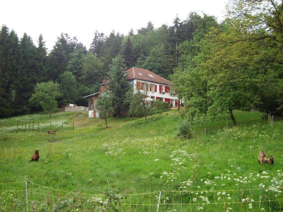 Le terrain
