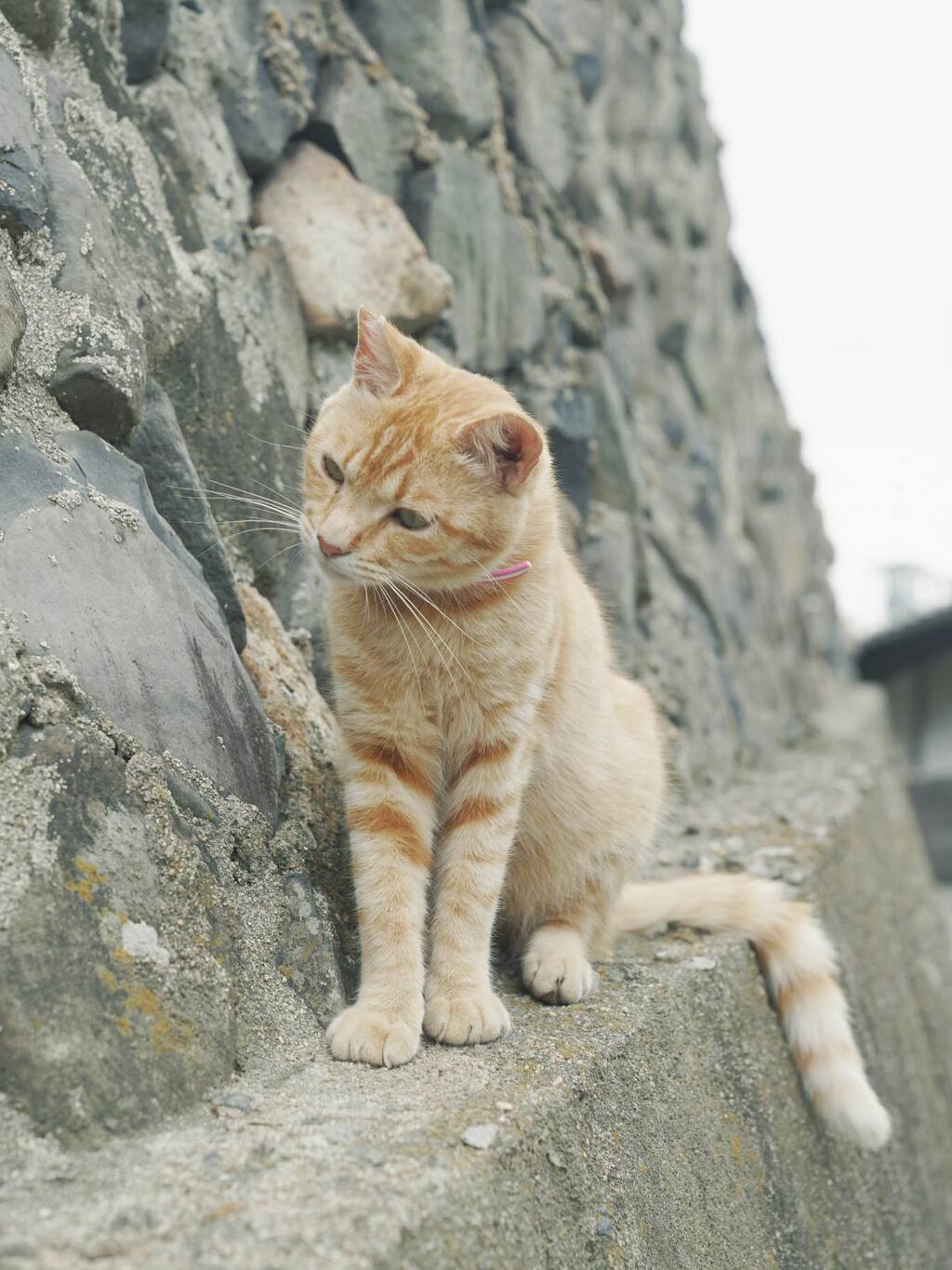 猫口 超过人口的樱花猫岛 男木岛 日本旅游攻略 尽在airbnb爱彼迎