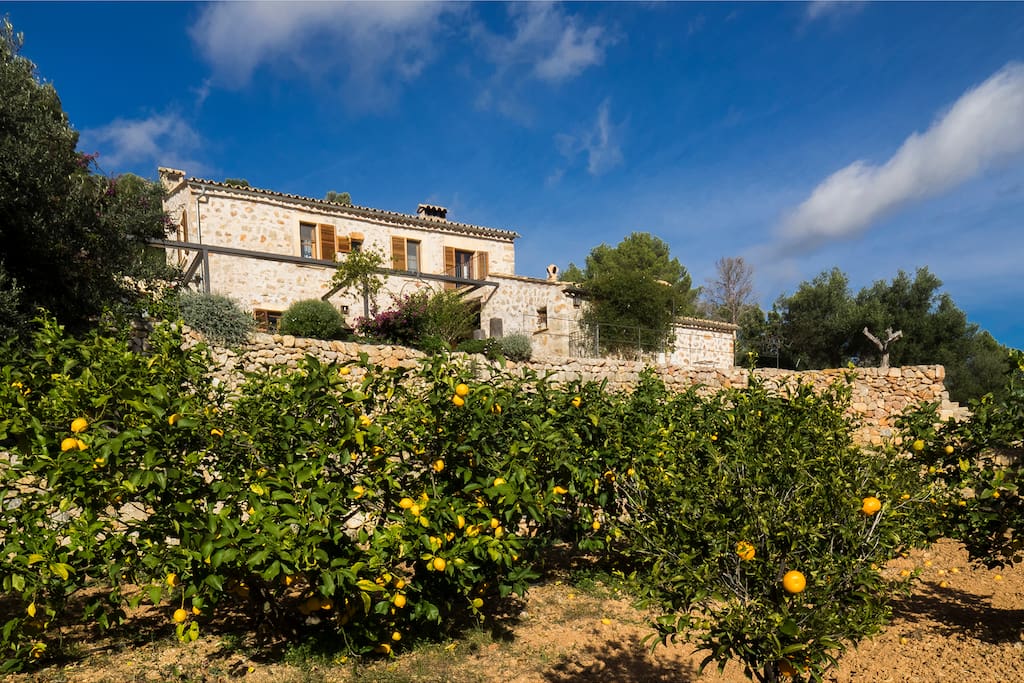 Fruit trees in front of the house