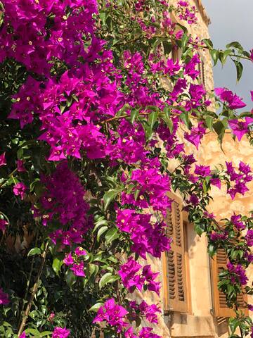 Son Pages Meerblick Fincas mit Pool & Klimaanlagen gallery image 4