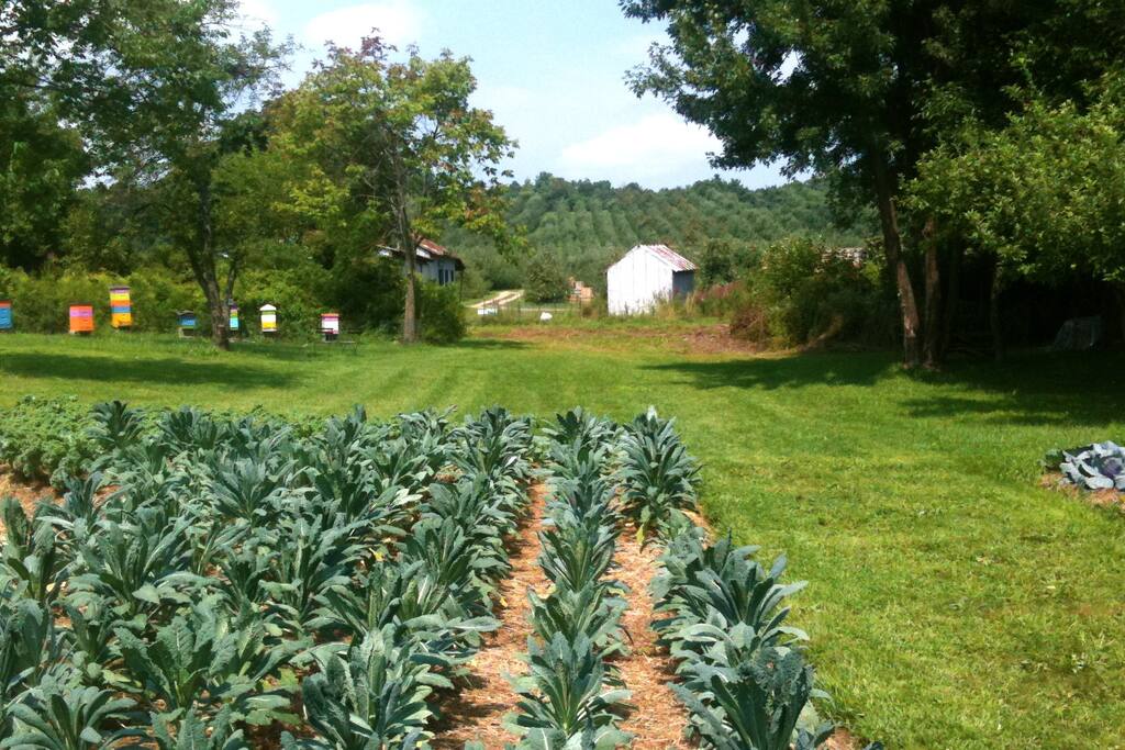 is new safe york airbnb how Orchard in Liberty Yurts Farm Highland Yurt View for Rent is new safe york airbnb how Orchard in Liberty Yurts Farm Highland Yurt View for Rent