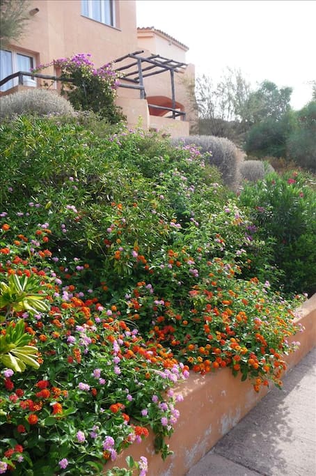 Green Gardens Surround The Properties