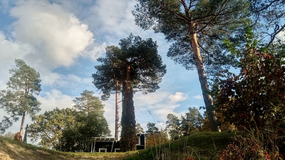 Tall pine trees rise against a blue sky adorned with scattered clouds. A glimpse of a structure can be seen in the background, partially obscured by foliage. The landscape features a gentle slope, creating a tranquil atmosphere in the natural surroundings.